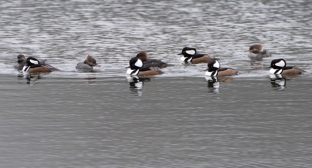 Hooded Merganser - ML645905167