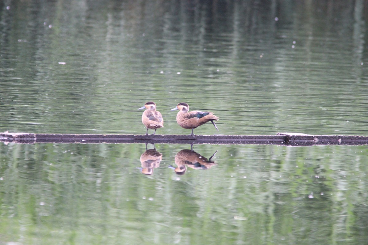 Blue-billed Teal - ML645905168