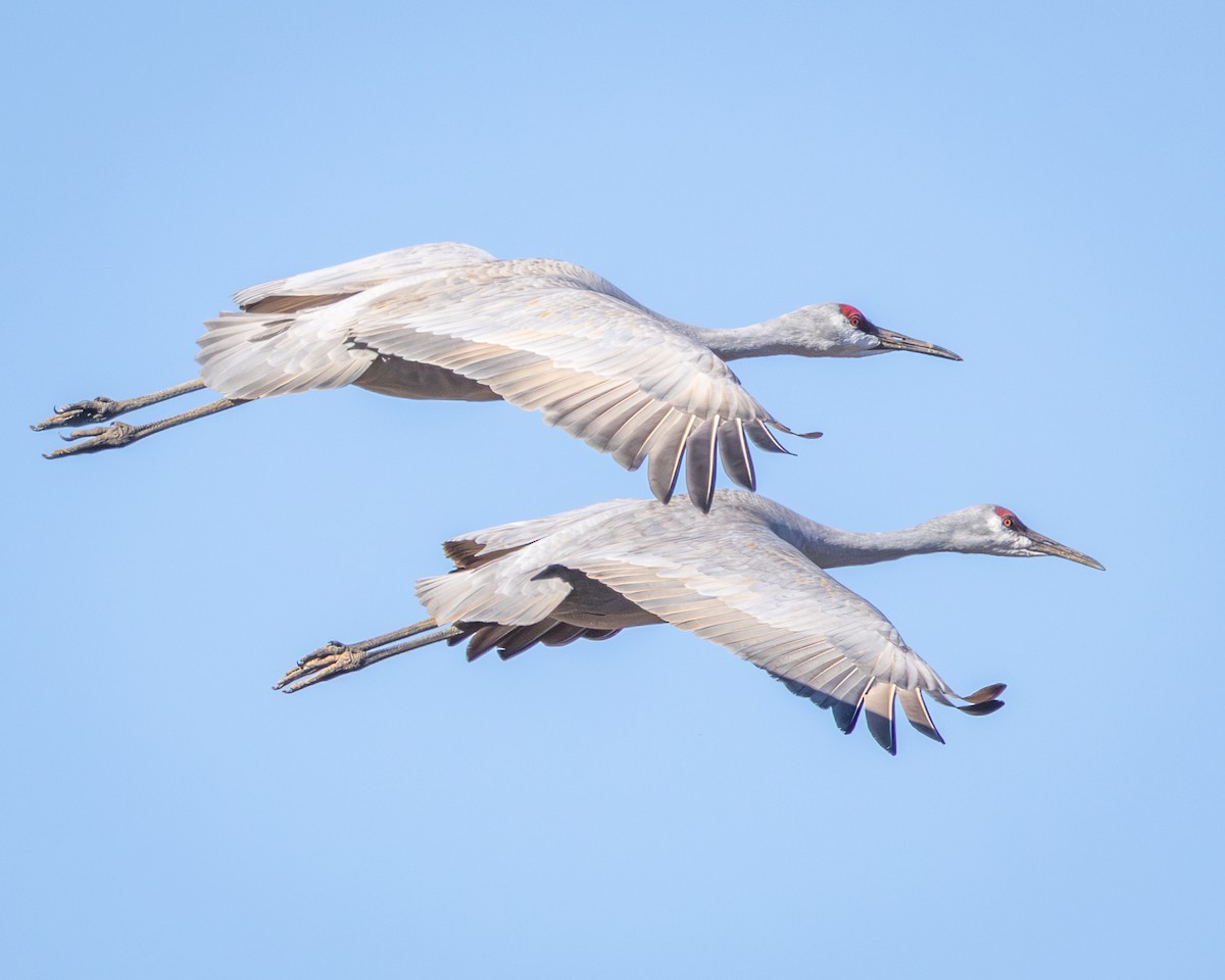 Sandhill Crane - ML645905184