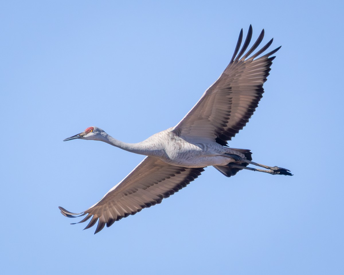 Sandhill Crane - ML645905185