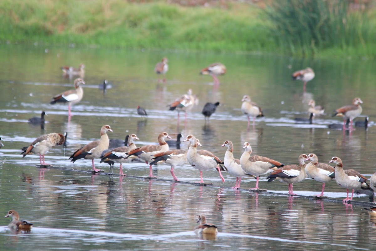 Egyptian Goose - ML645905187