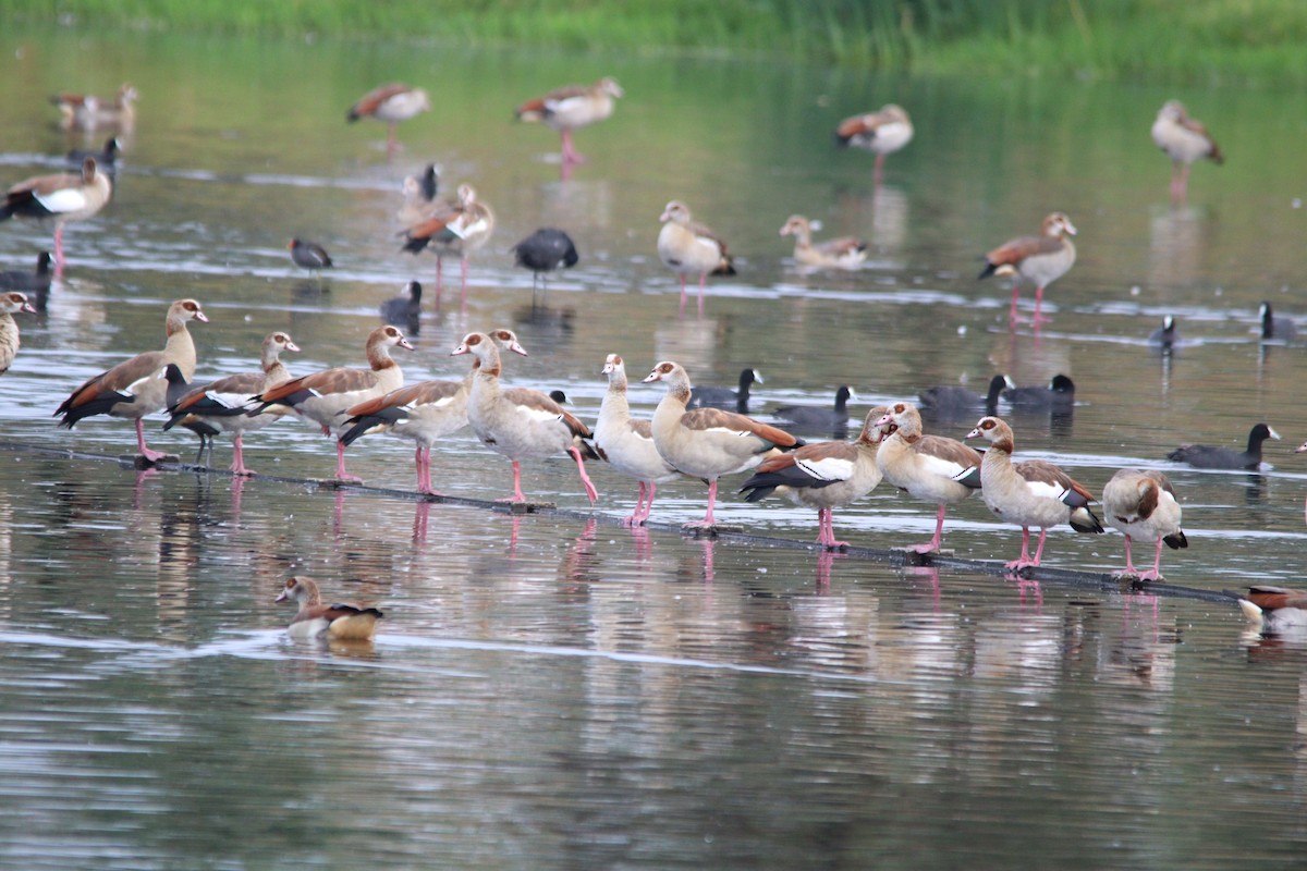 Egyptian Goose - ML645905188