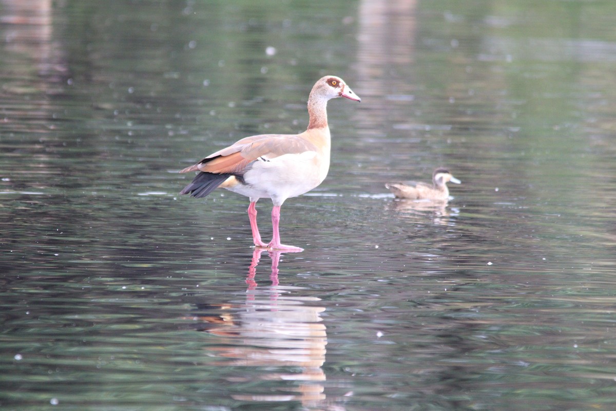 Egyptian Goose - ML645905189