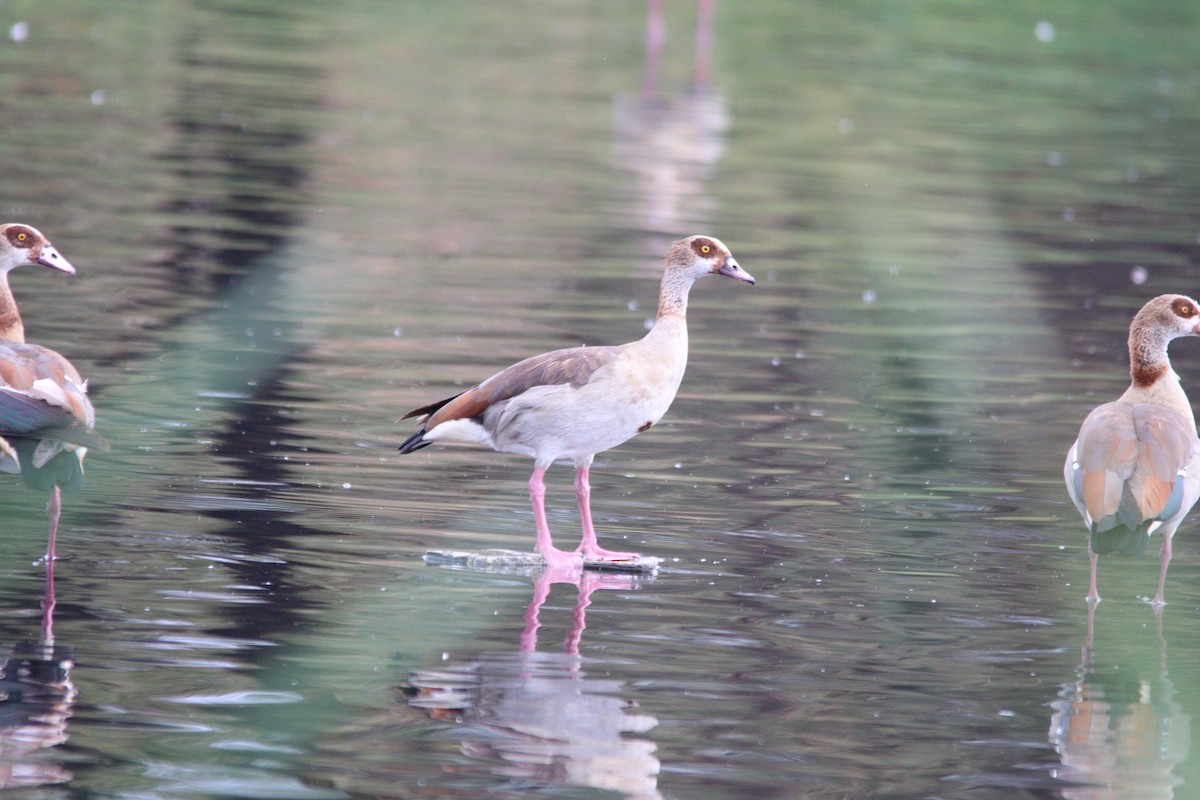 Egyptian Goose - ML645905190