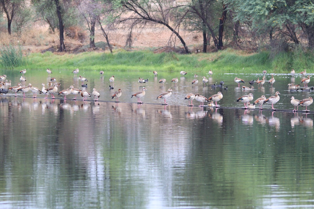 Egyptian Goose - ML645905191