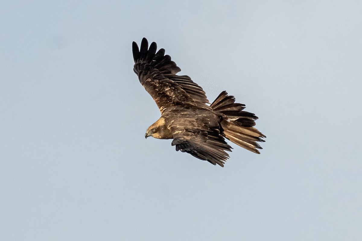 moták pochop - ML645905193