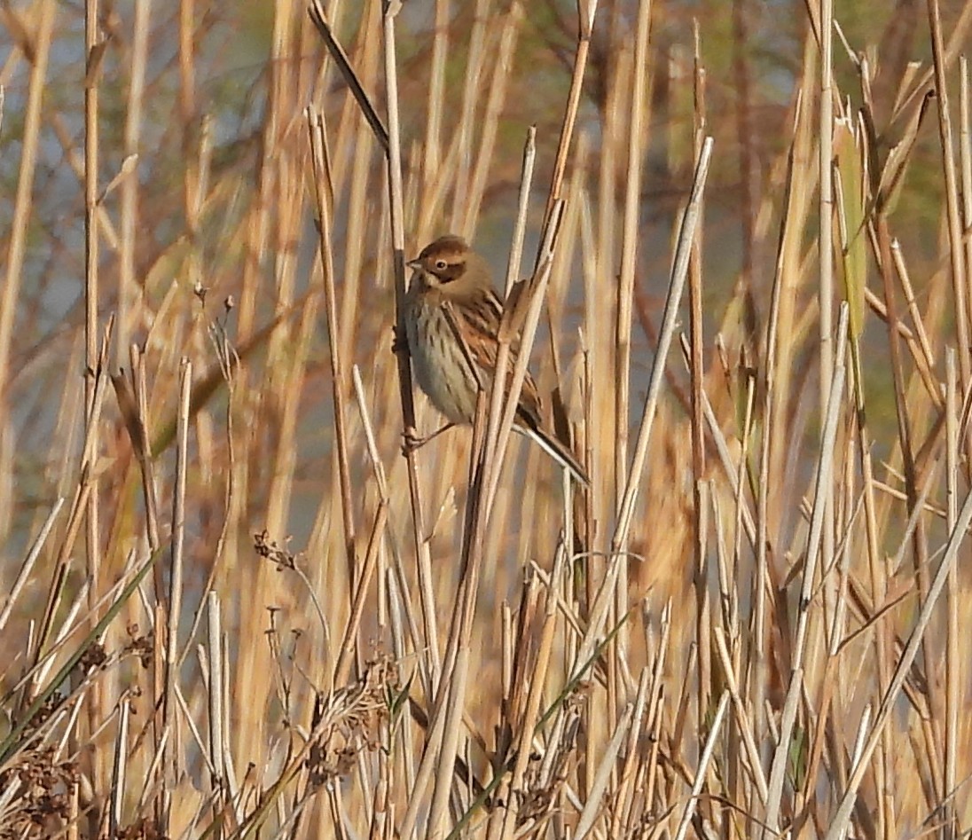 Reed Bunting - ML645905199