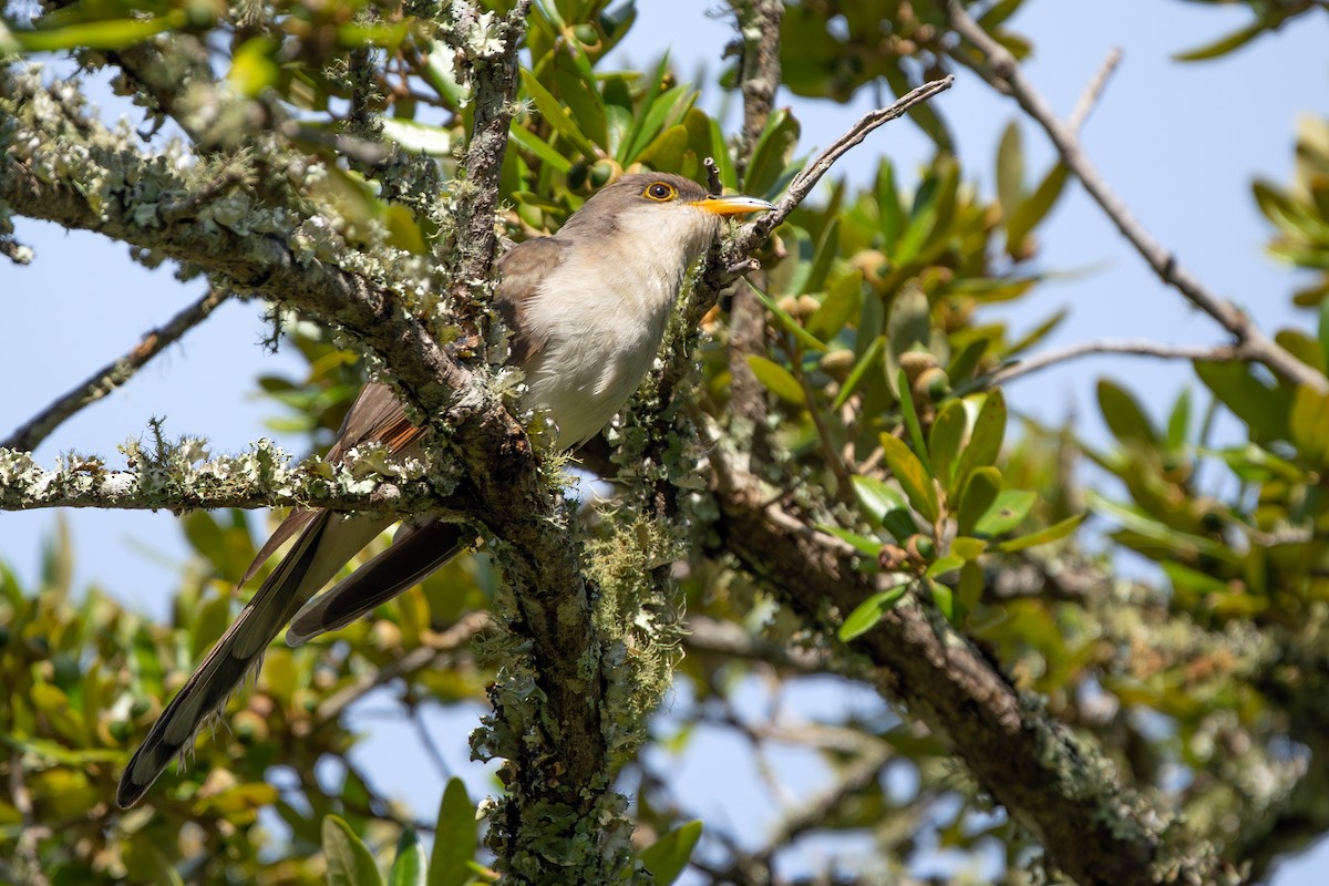 Yellow-billed Cuckoo - ML645905213