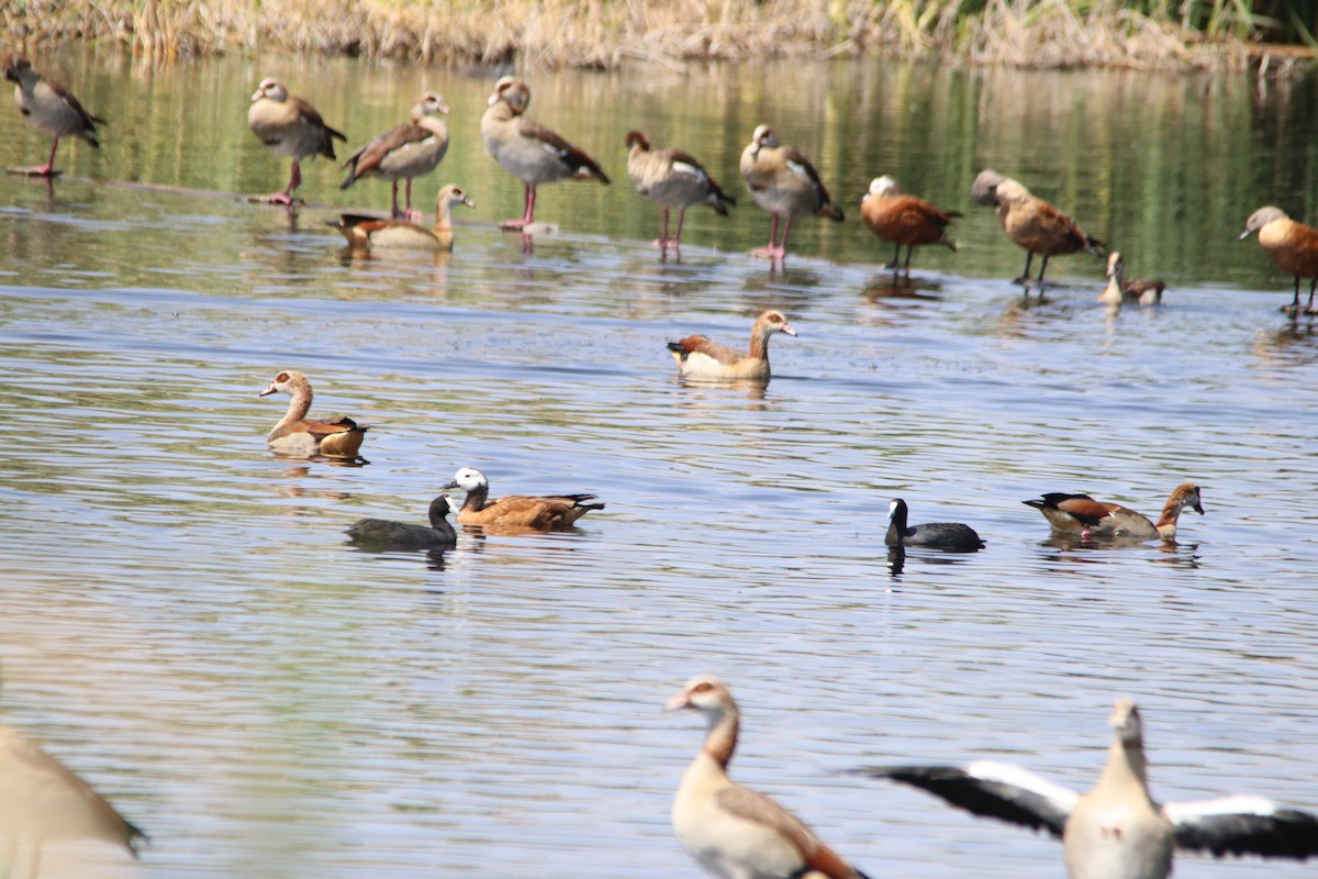 South African Shelduck - ML645905217