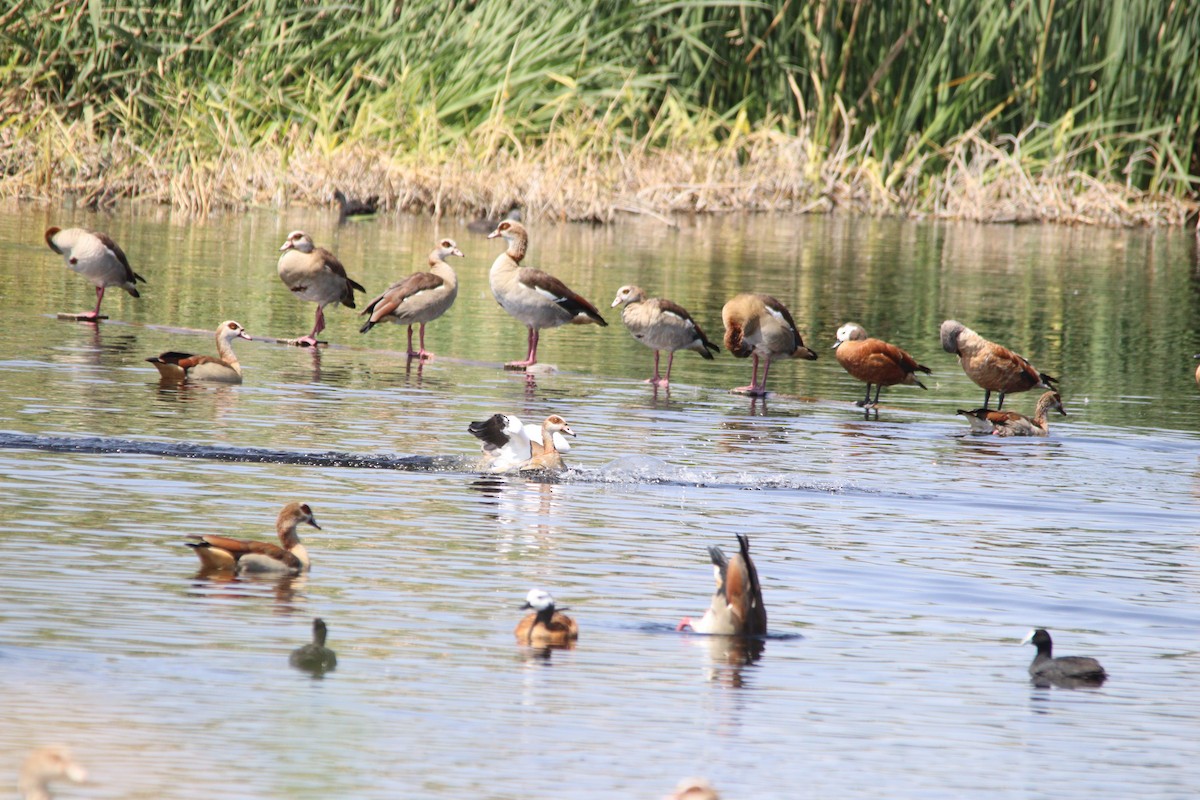 South African Shelduck - ML645905218