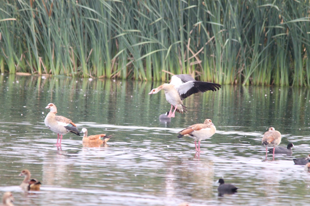 South African Shelduck - ML645905219