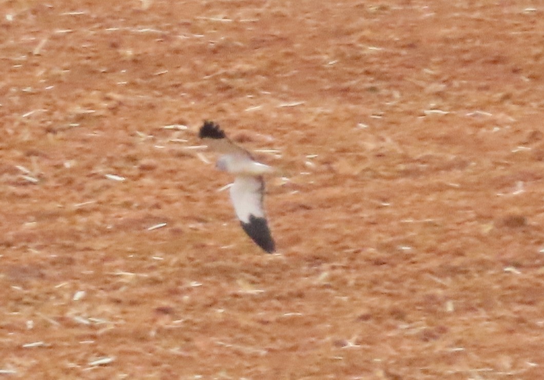 Hen Harrier - ML645905225