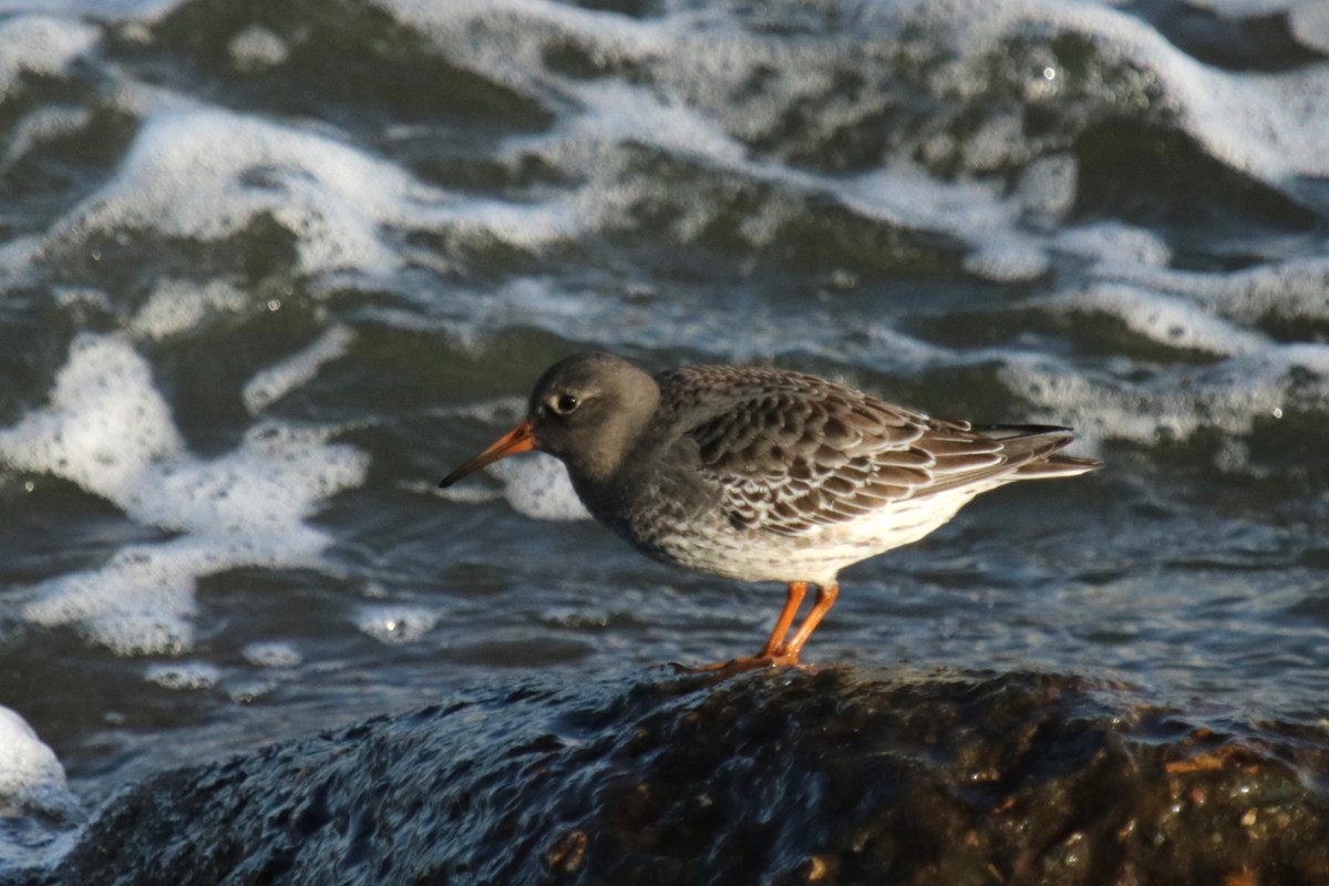 Purple Sandpiper - ML645905227