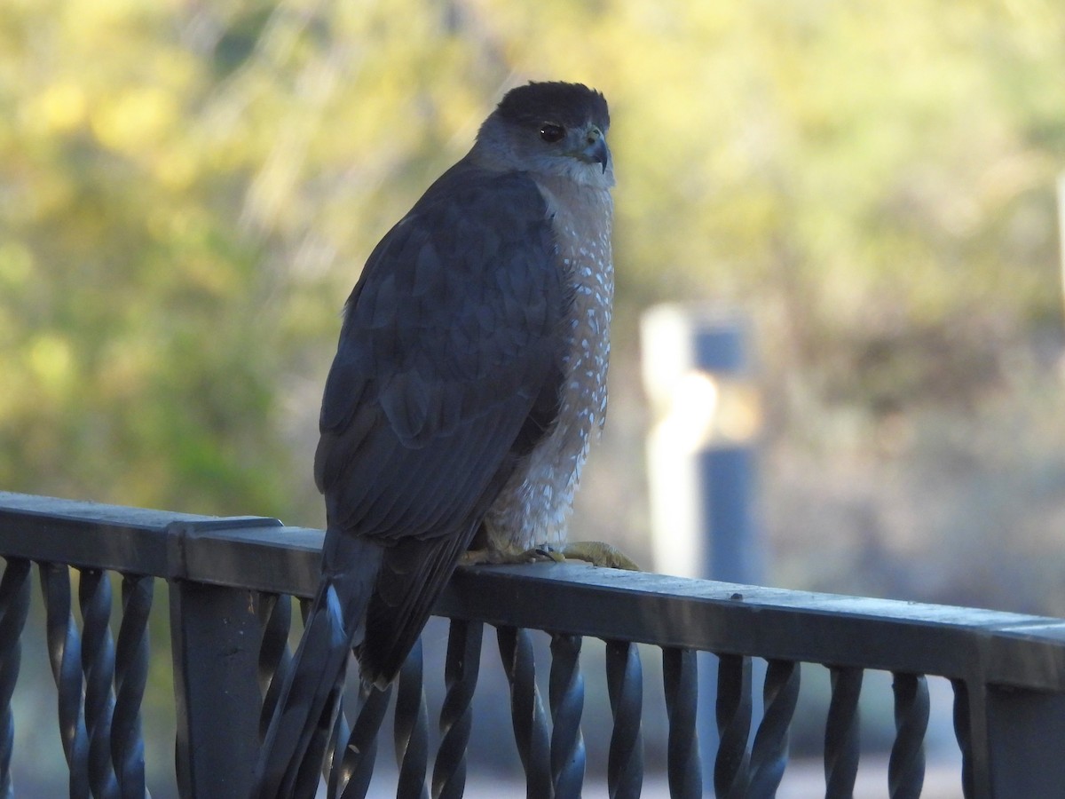 Cooper's Hawk - ML645905228