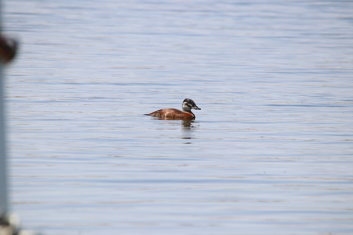 Maccoa Duck - ML645905231