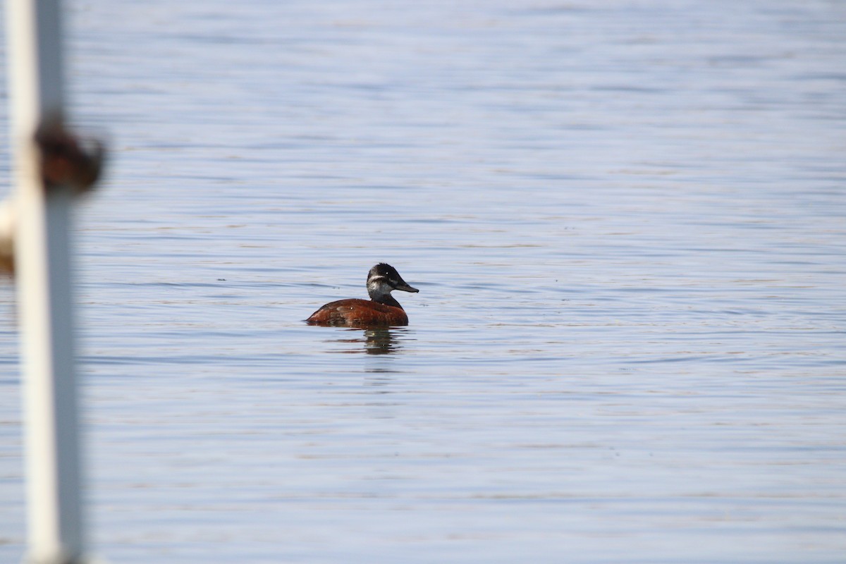 Maccoa Duck - ML645905232