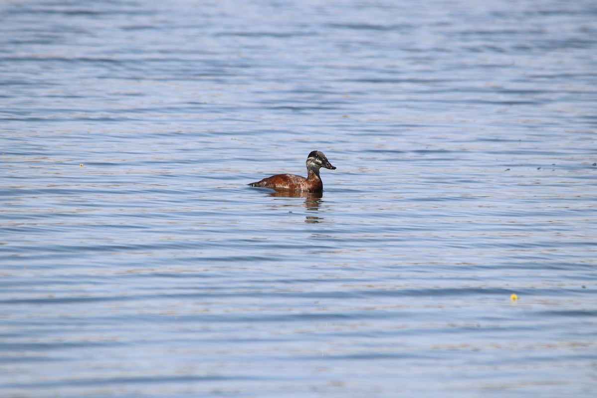 Maccoa Duck - ML645905234