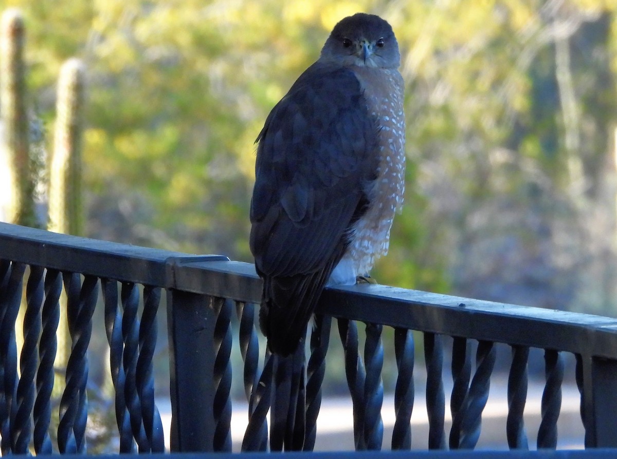 Cooper's Hawk - ML645905239