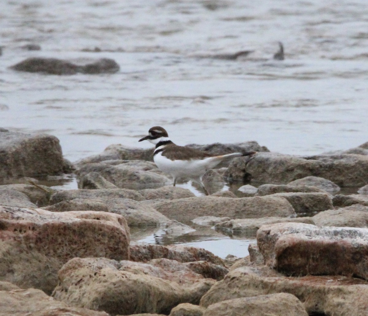 Killdeer - ML645905245