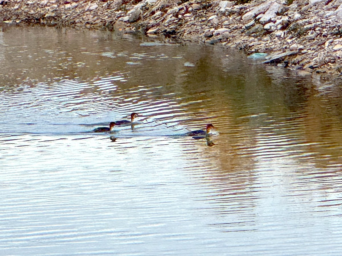 siland - ML645905248