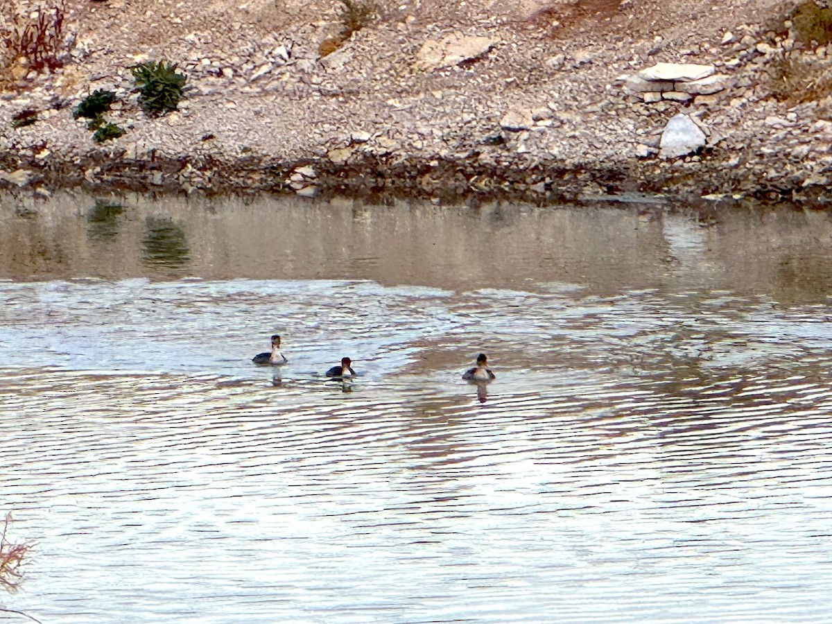 siland - ML645905249