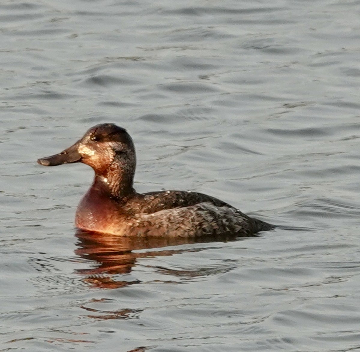 Schwarzkopf-Ruderente - ML645905250