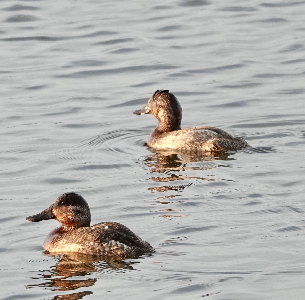 Schwarzkopf-Ruderente - ML645905251