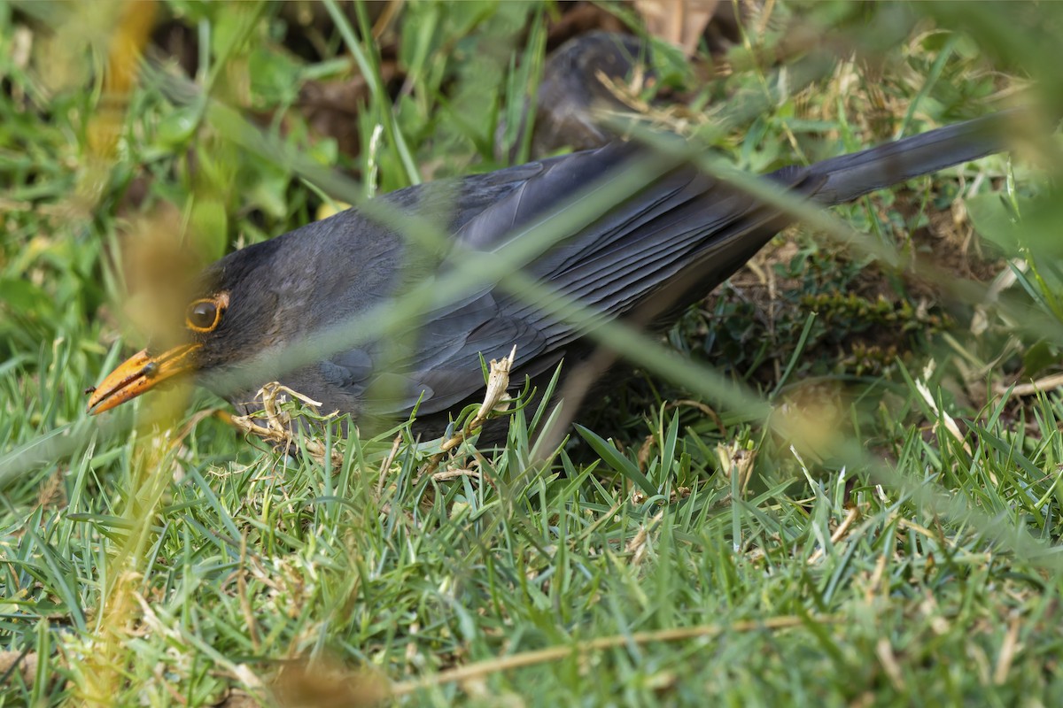 Indian Blackbird - ML645905260