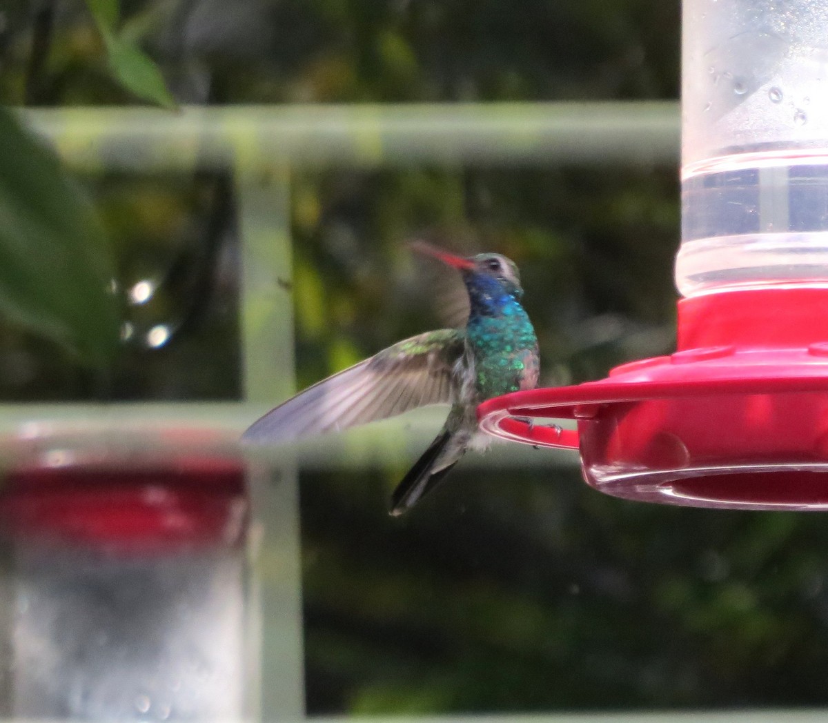 Broad-billed Hummingbird - ML645905261