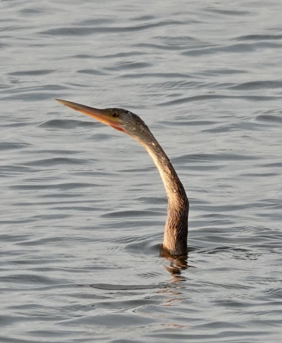 anhinga americká - ML645905262