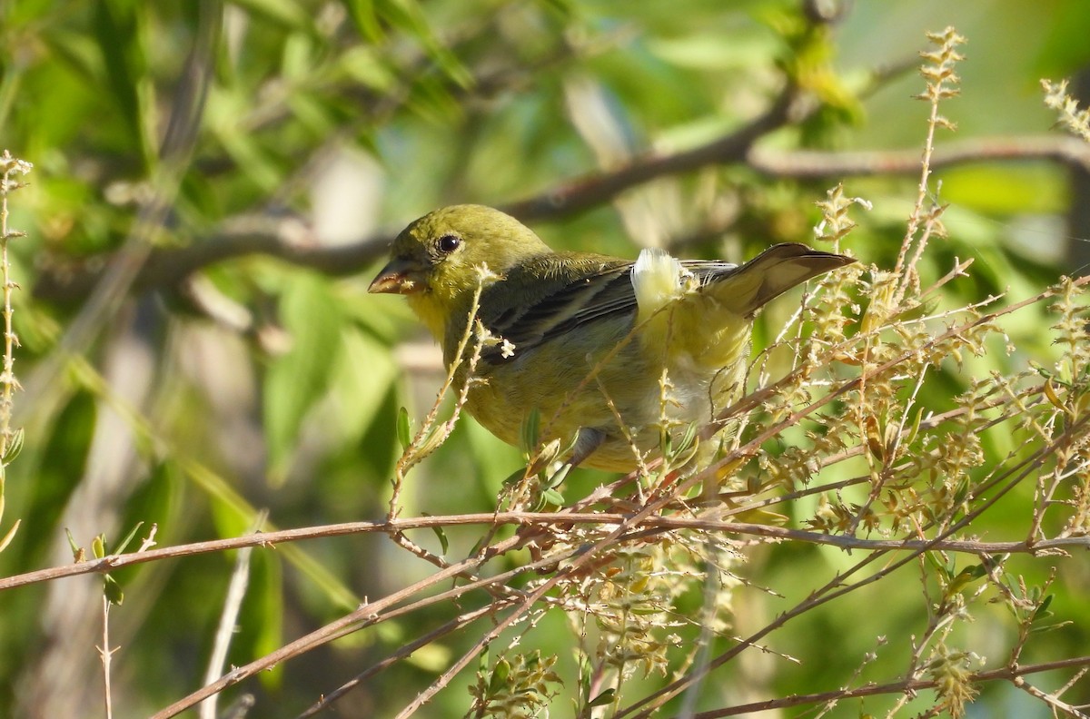 Lesser Goldfinch - ML645905268