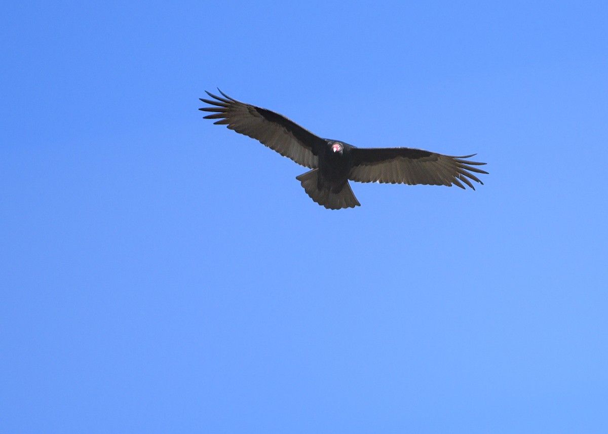 Turkey Vulture - ML645905269