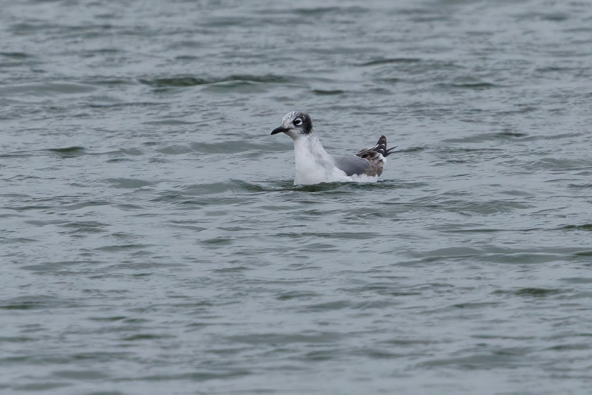 Мартин ставковий - ML645905271