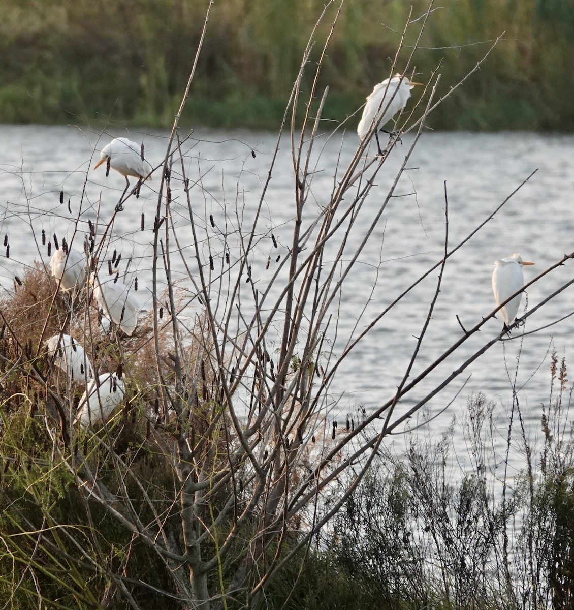 volavka rusohlavá - ML645905275