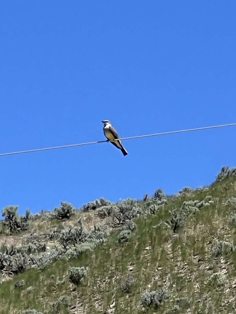 Western Kingbird - ML645905291