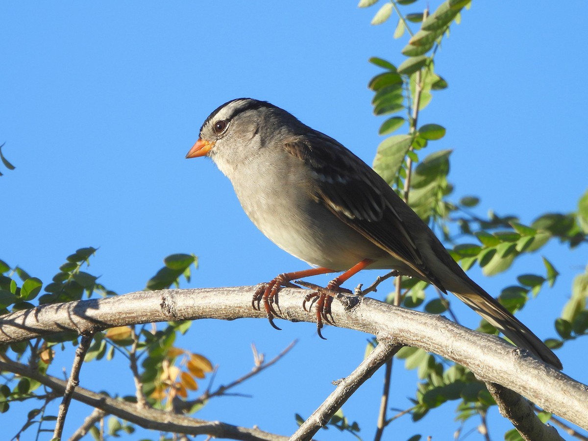White-crowned Sparrow - ML645905292