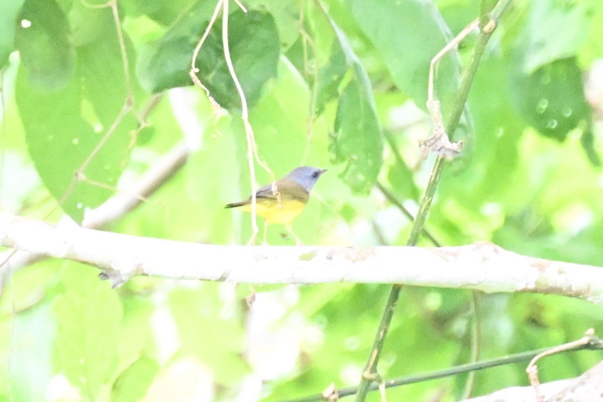 Цитринка чорновола - ML645905294