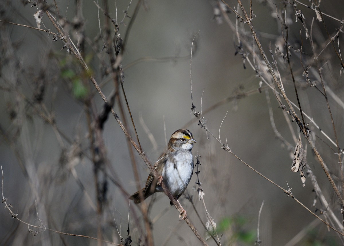 White-throated Sparrow - ML645905297