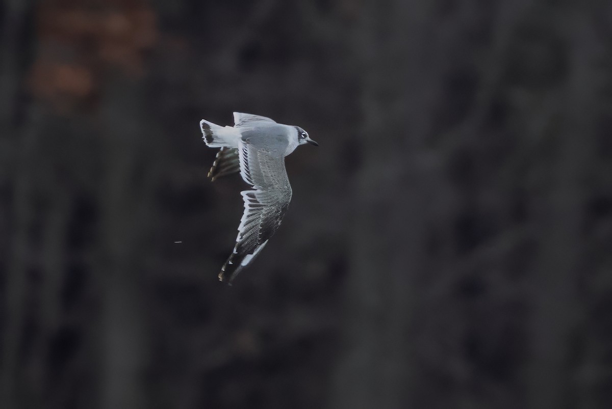 Мартин ставковий - ML645905300