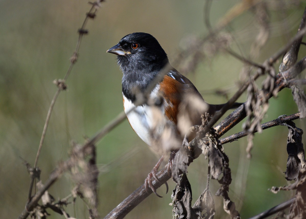 Spotted Towhee - ML645905306