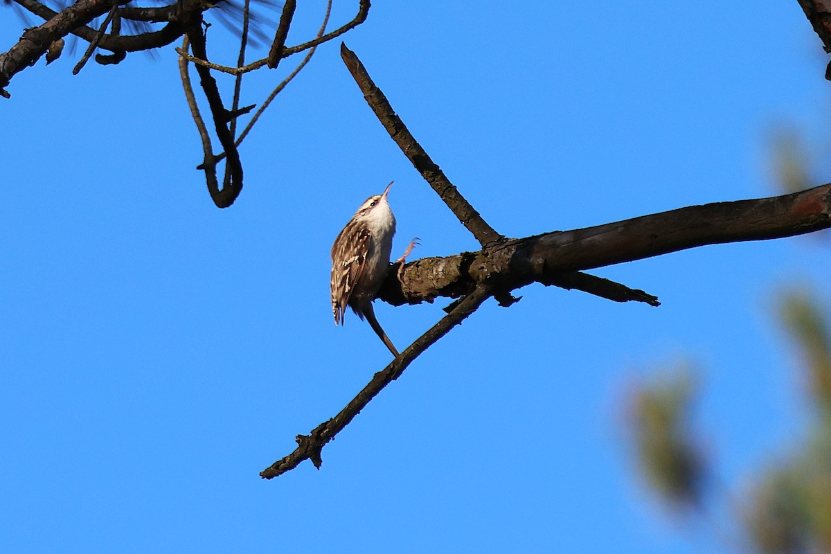 Short-toed Treecreeper - ML645905307