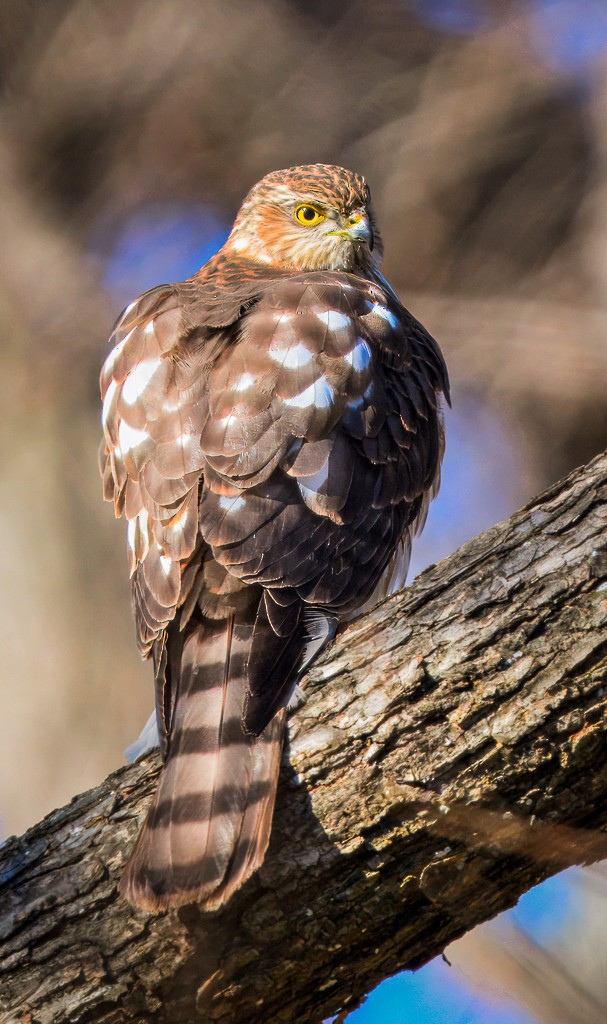 Sharp-shinned Hawk - ML645905308