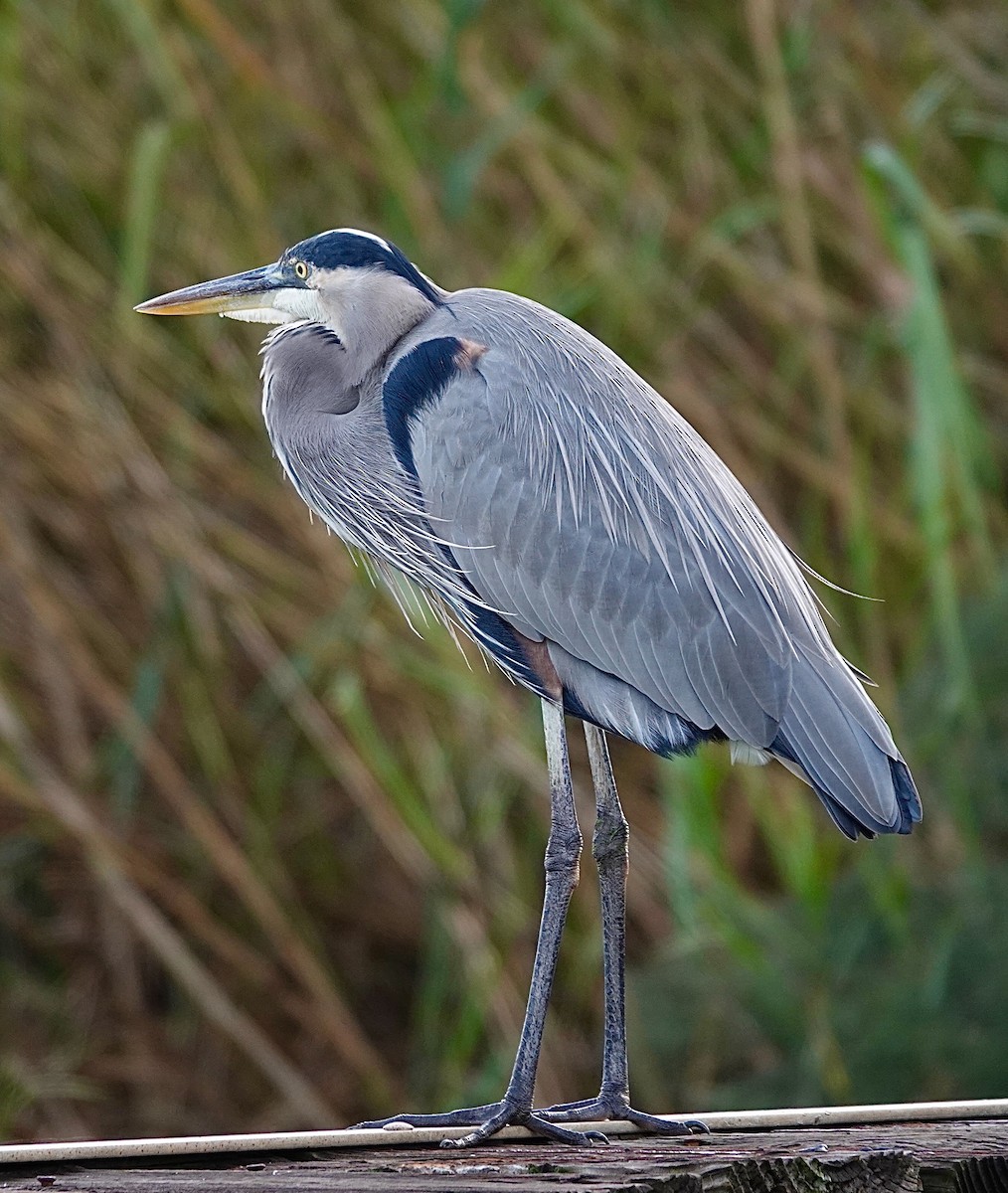 volavka velká - ML645905309