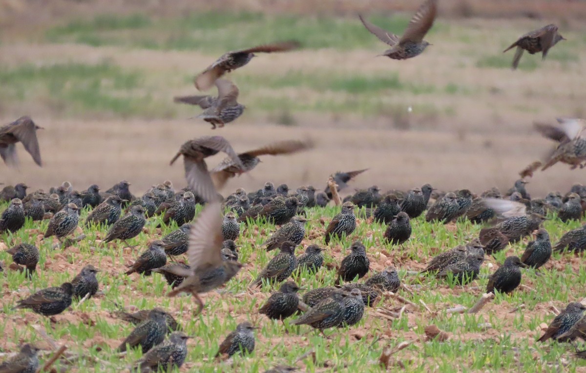 European Starling - ML645905311