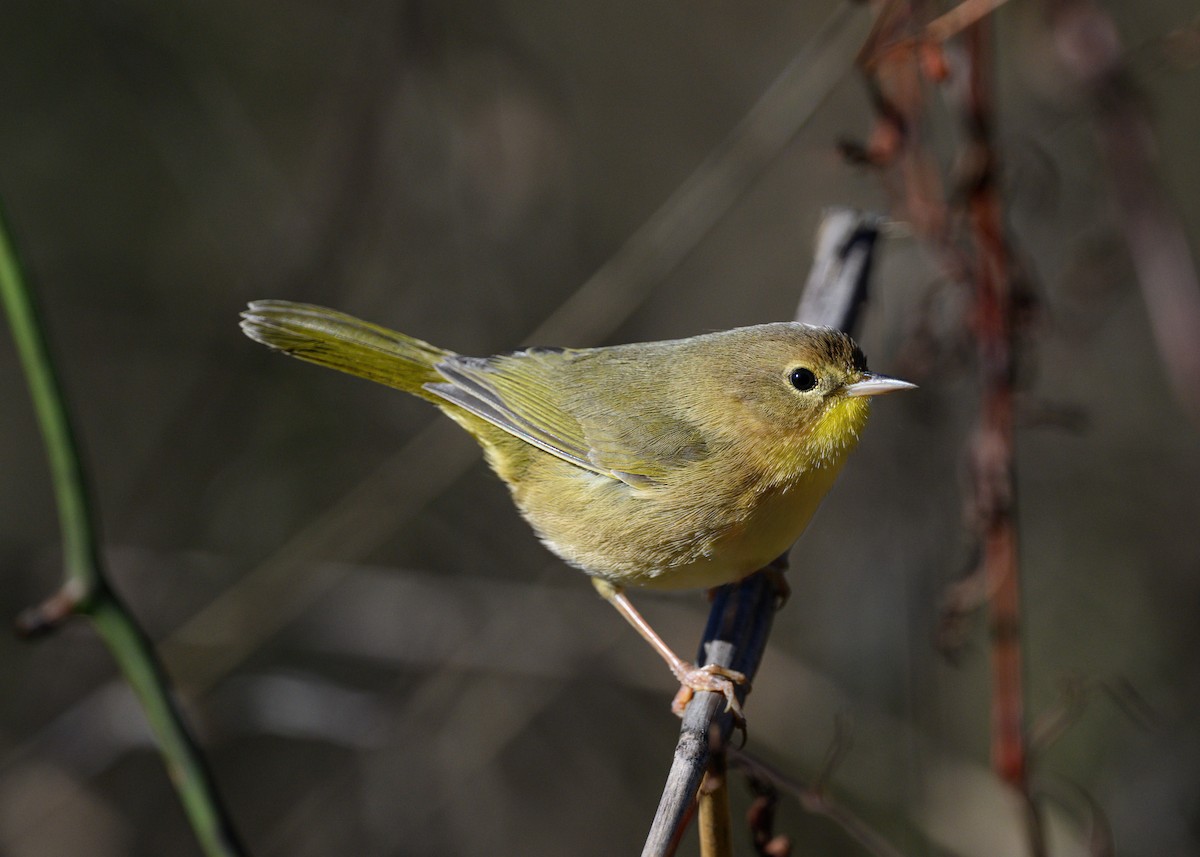 Common Yellowthroat - ML645905313