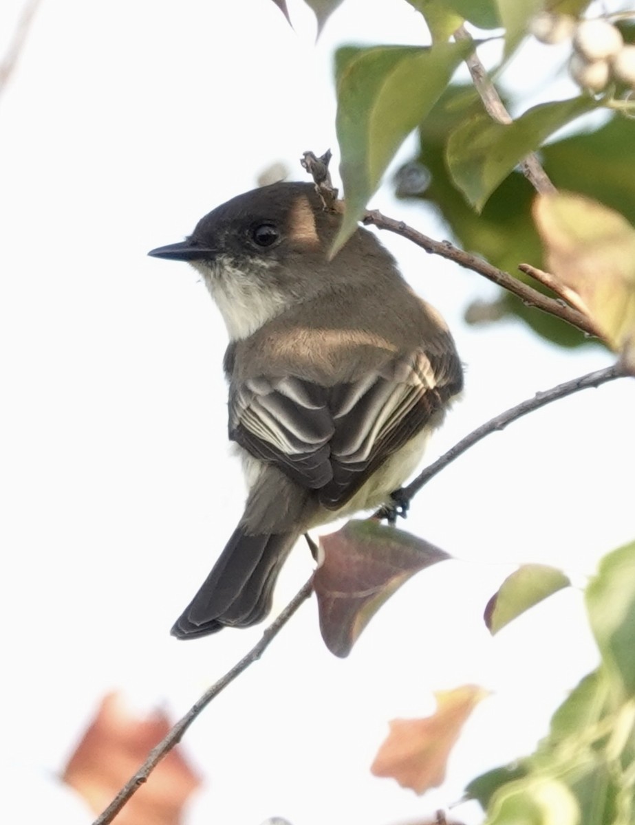 tyranovec domácí - ML645905314