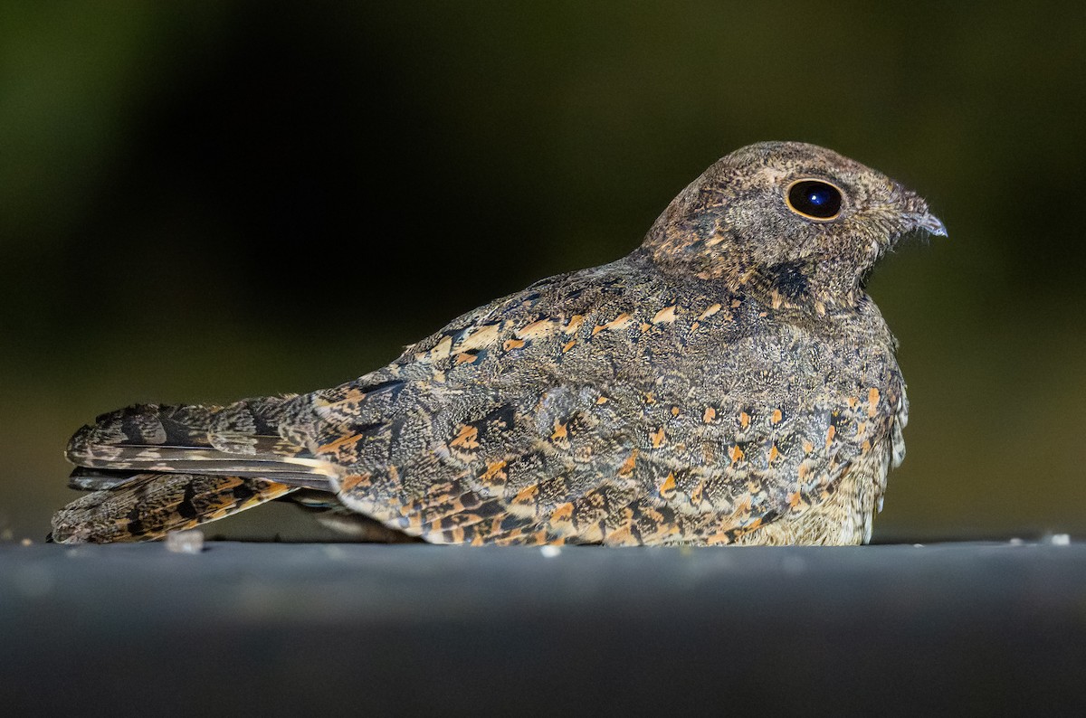 Savanna Nightjar - ML645905319