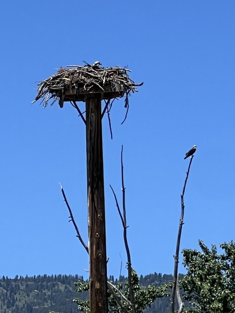 Osprey - ML645905320