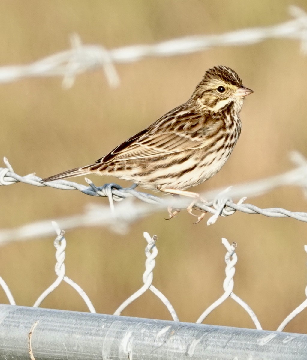 strnadec luční - ML645905324