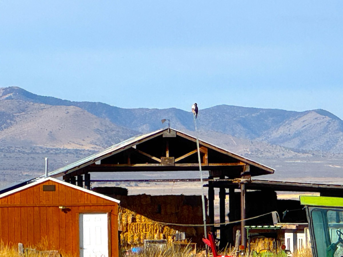 rødstjertvåk - ML645905325